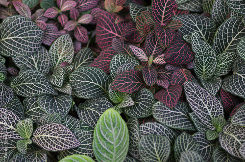 Fittonia tropical leaves