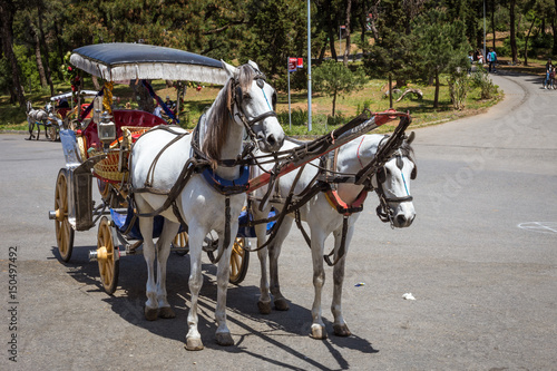 Horse Carriage with two horses on Princess Islands, Buyukada Island, Istanbul, Turkey © aorlyan