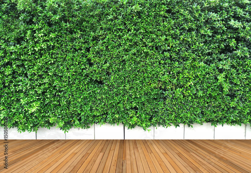 wooden floor and vertical garden with tropical green leaf