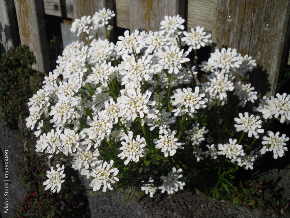 Frühlingsblumen Frühlingsblumen