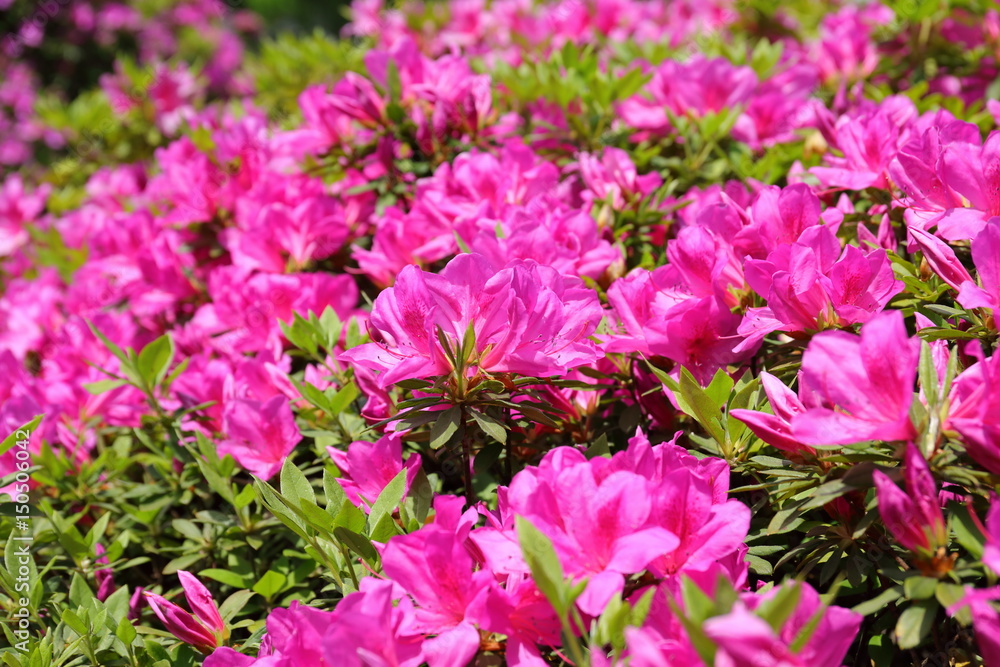 Fototapeta premium azalea