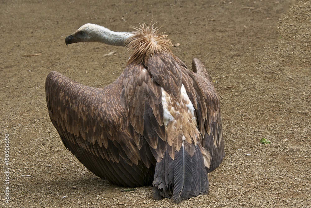 Φωτογραφία Griffon vulture (Gyps fulvus), back.