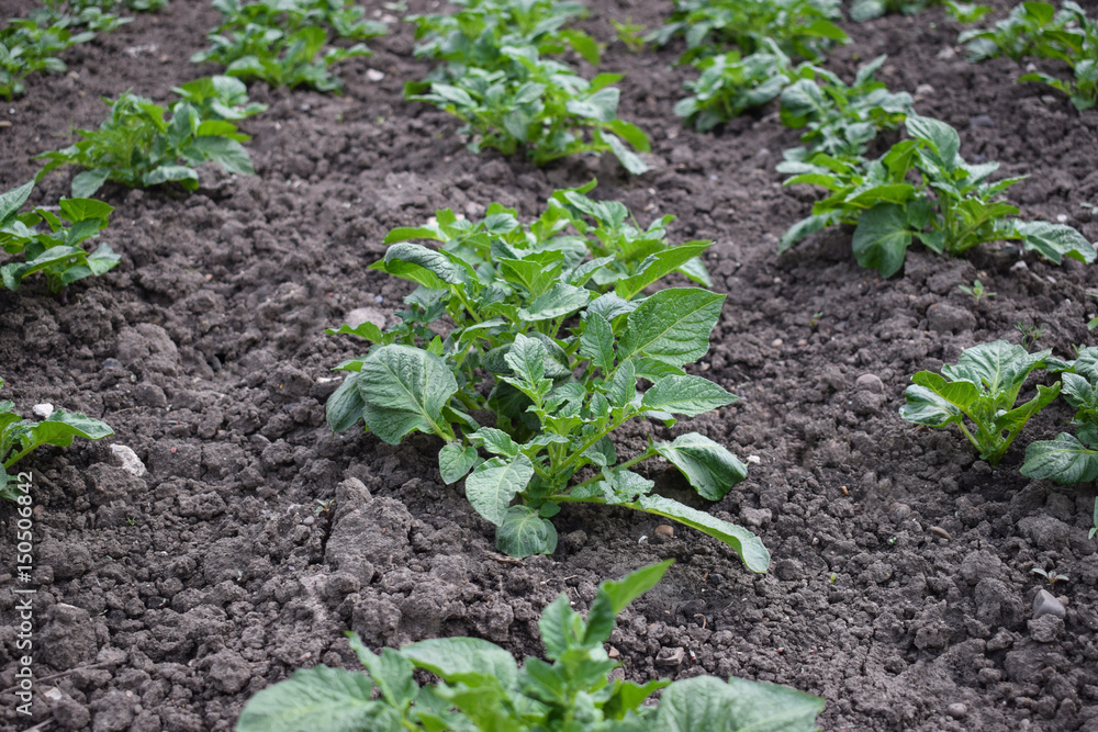 Green field of potato crops Green field of potato crops