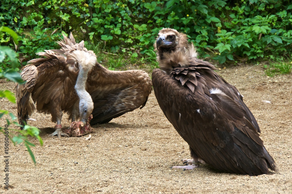 Cinereous vulture (Aegypius monachus) looking on white a griffon vulture (Gyps fulvus) is eating. Cinereous vulture (Aegypius monachus) looking on white a griffon vulture (Gyps fulvus) is eating.