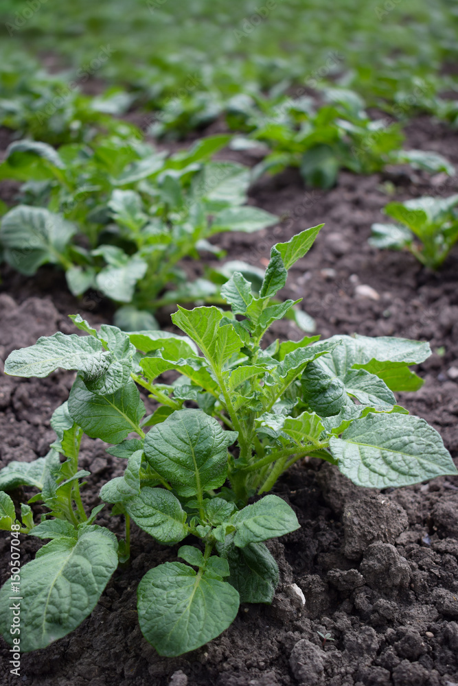 Green field of potato crops Green field of potato crops