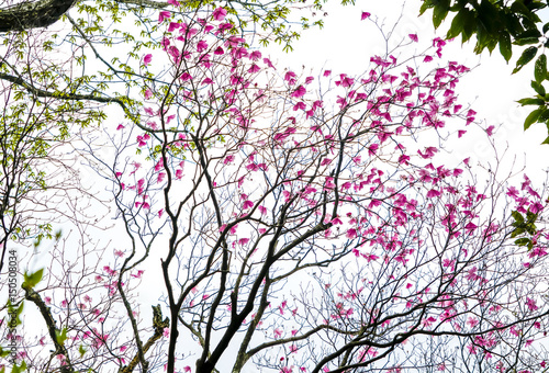 アケボノツツジ　二上山