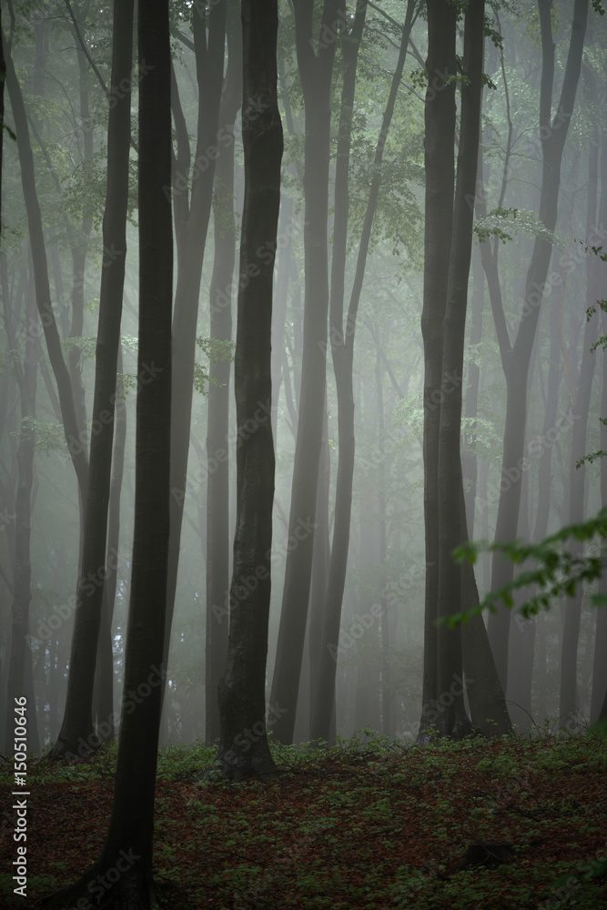 Naklejka premium Misty mornig in woods