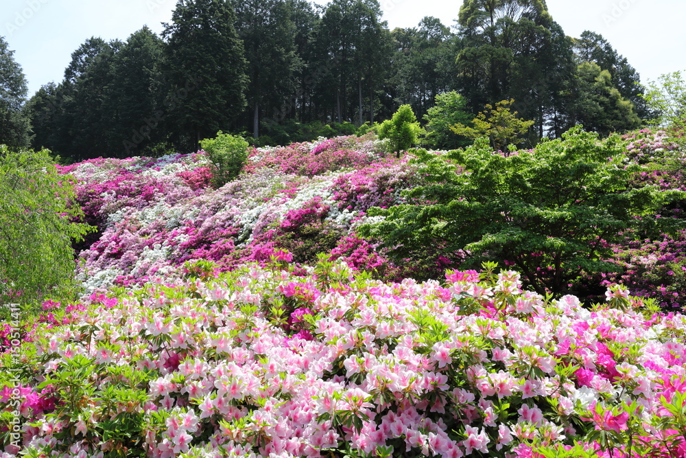 Obraz premium azalea