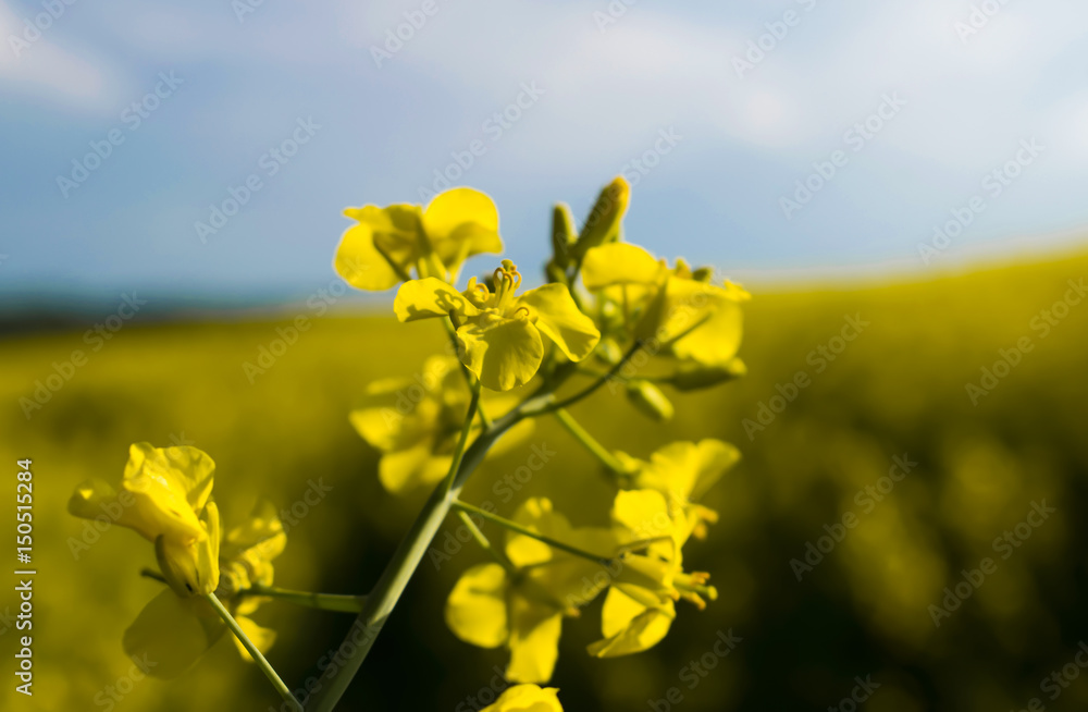 Obraz premium field with rapeseed