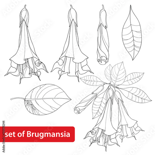 Vector set with Brugmansia arborea or Angels Trumpets, flower, bud and leaves isolated on white background. Floral elements in contour style with Brugmansia for summer design and coloring book. 