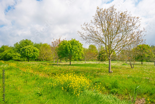 Chestnut tree in a field in spring