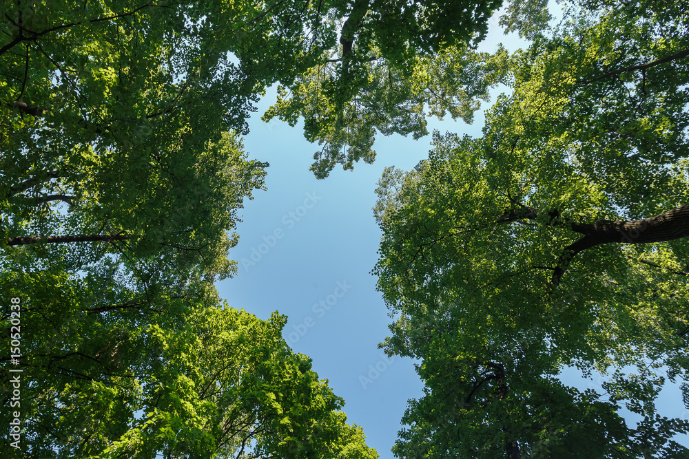 Green leaves on the sky in the middle of the heart Green leaves on the sky in the middle of the heart