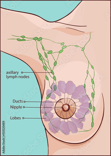 vector illustration of a woman breast anatomy
