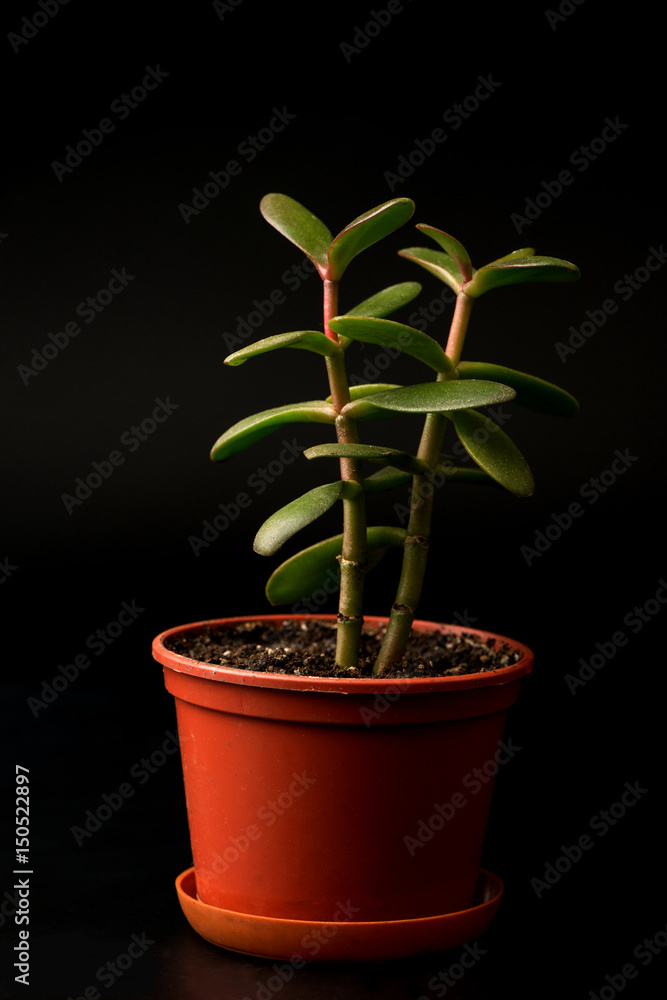 money tree money tree