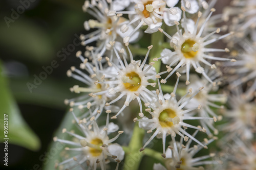 Kirschlorbeer Blüten