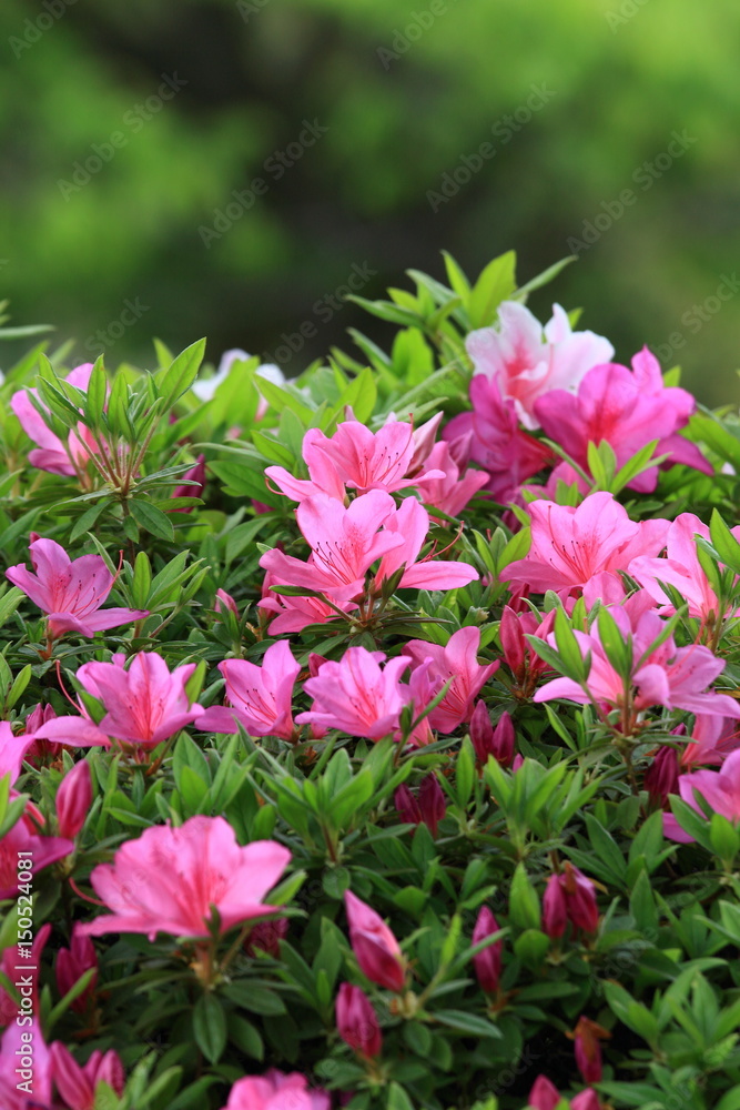 azalea azalea