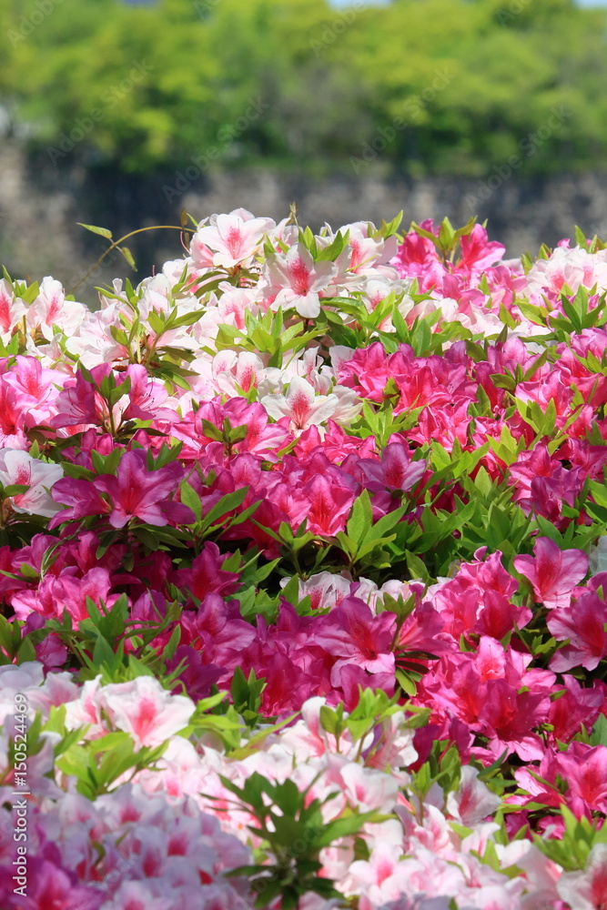 Obraz premium azalea