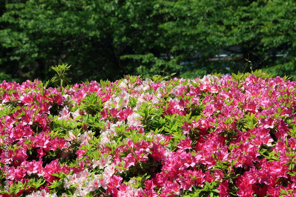 azalea azalea