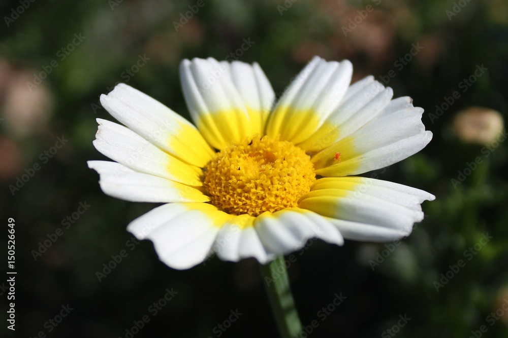 flores 2 flores 2