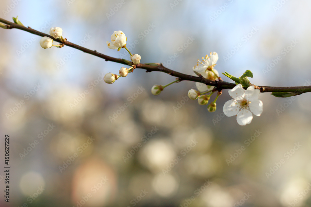 beautiful spring beginning/ blurry branch with blossoming fruit tree flowers against the sky beautiful spring beginning/ blurry branch with blossoming fruit tree flowers against the sky