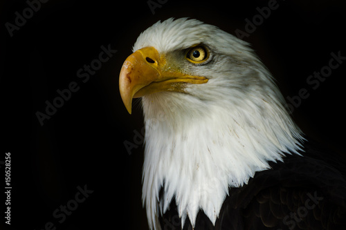 Proud american bald eagle ((Haliaeetus albicilla) photo