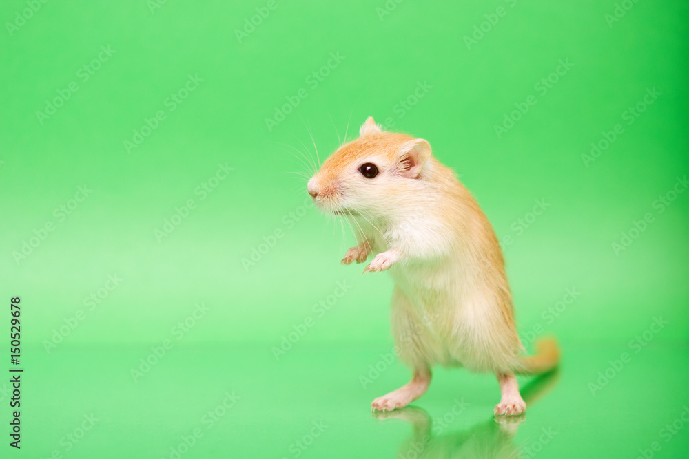 Gerbil - cute pet Gerbil - cute pet