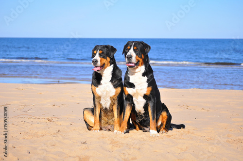 Two happy grosser sennenhunds