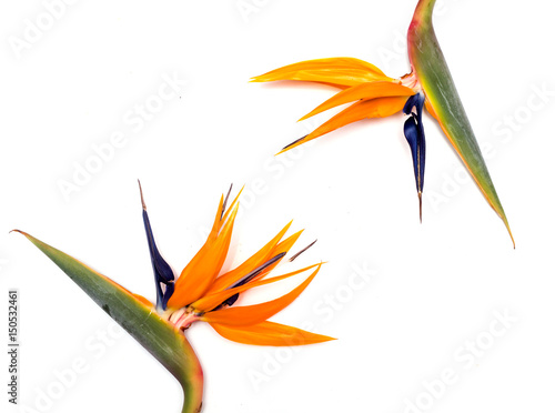 Bird Of Paradise flowers on a white background.
