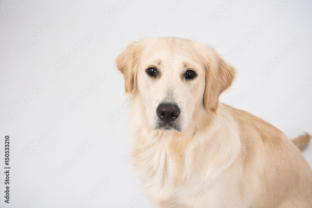 The dog golden retriever is looking in camera over white The dog golden retriever is looking in camera over white
