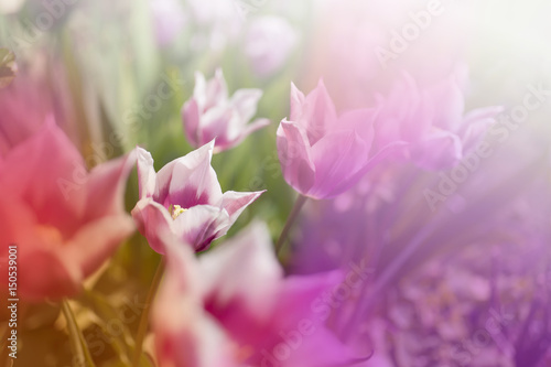 Fototapeta Naklejka Na Ścianę i Meble -  spring sunny day floral background