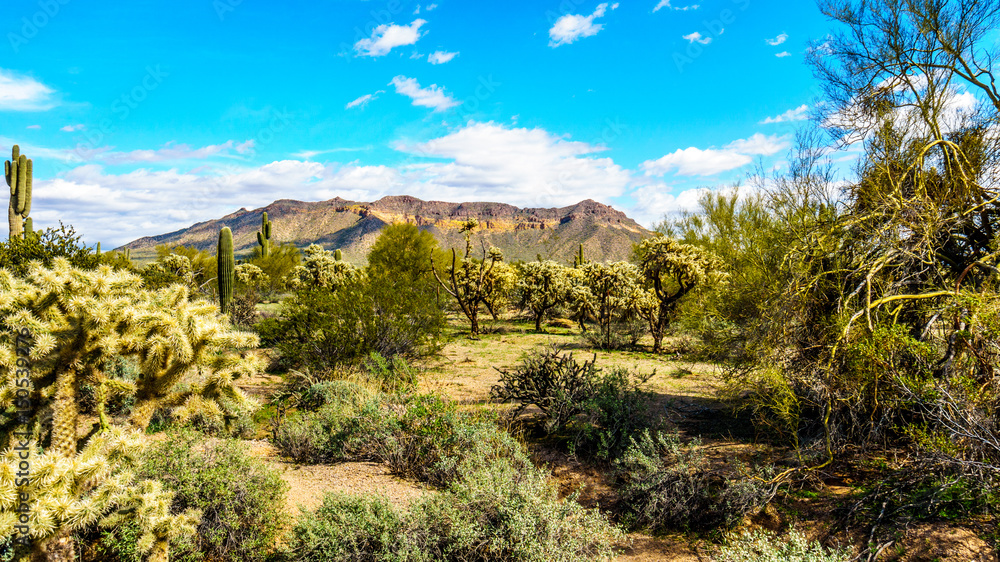 Saguaro, Cholla, Ocotillo and Barrel Cacti in the semi-desert landscape of Usery Mountain Regional Park near Phoenix, in Maricopa County, Arizona with the Usery Mountain in the background