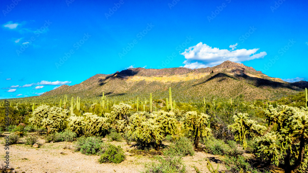 Saguaro, Cholla, Ocotillo and Barrel Cacti in the semi-desert landscape of Usery Mountain Regional Park near Phoenix, in Maricopa County, Arizona with the Usery Mountain in the background Saguaro, Cholla, Ocotillo and Barrel Cacti in the semi-desert landscape of Usery Mountain Regional Park near Phoenix, in Maricopa County, Arizona with the Usery Mountain in the background