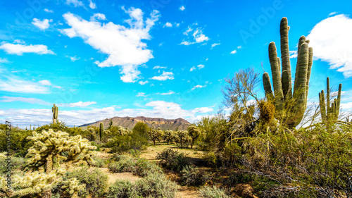 Saguaro, Cholla, Ocotillo and Barrel Cacti in the semi-desert landscape of Usery Mountain Regional Park near Phoenix, in Maricopa County, Arizona with the Usery Mountain in the background