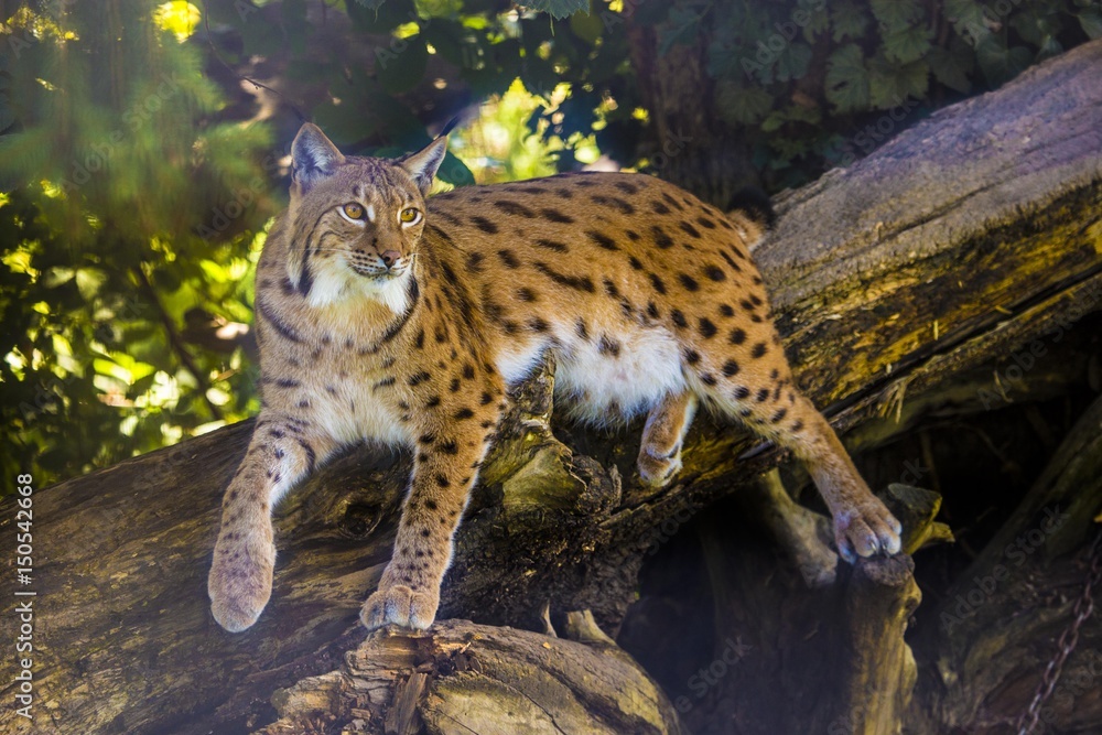 Naklejka premium Luchs hautnah