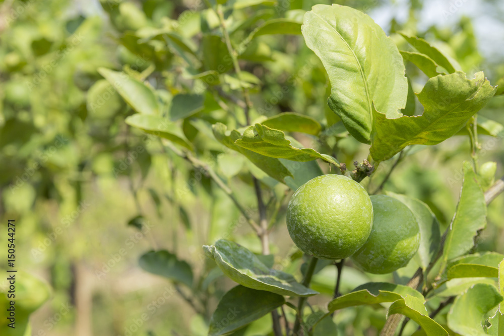 green limes on tree