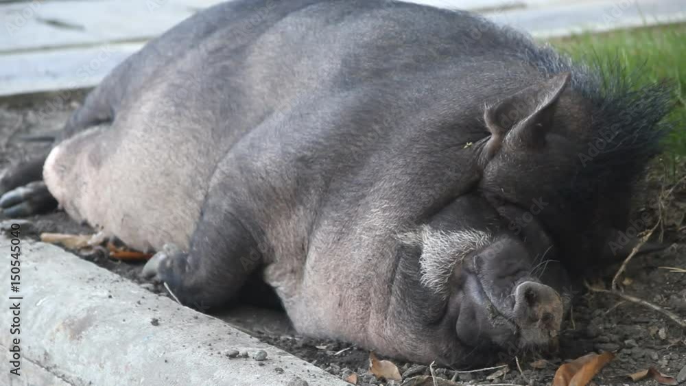 Sleeping pig Sleeping pig