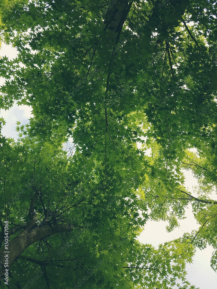 Fototapeta premium 나무아래서 올려다본 초록단풍잎과 하늘