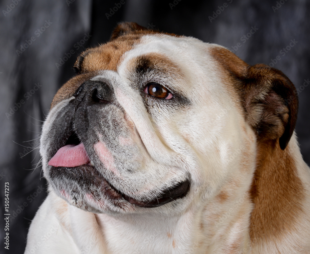 portrait of english bulldog