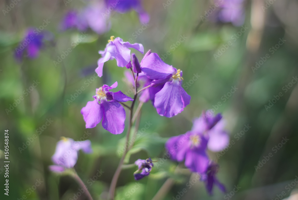 オオアラセイトウ・ムラサキハナナ Chinese violet cress