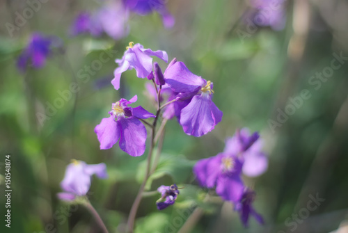                                                  Chinese violet cress
