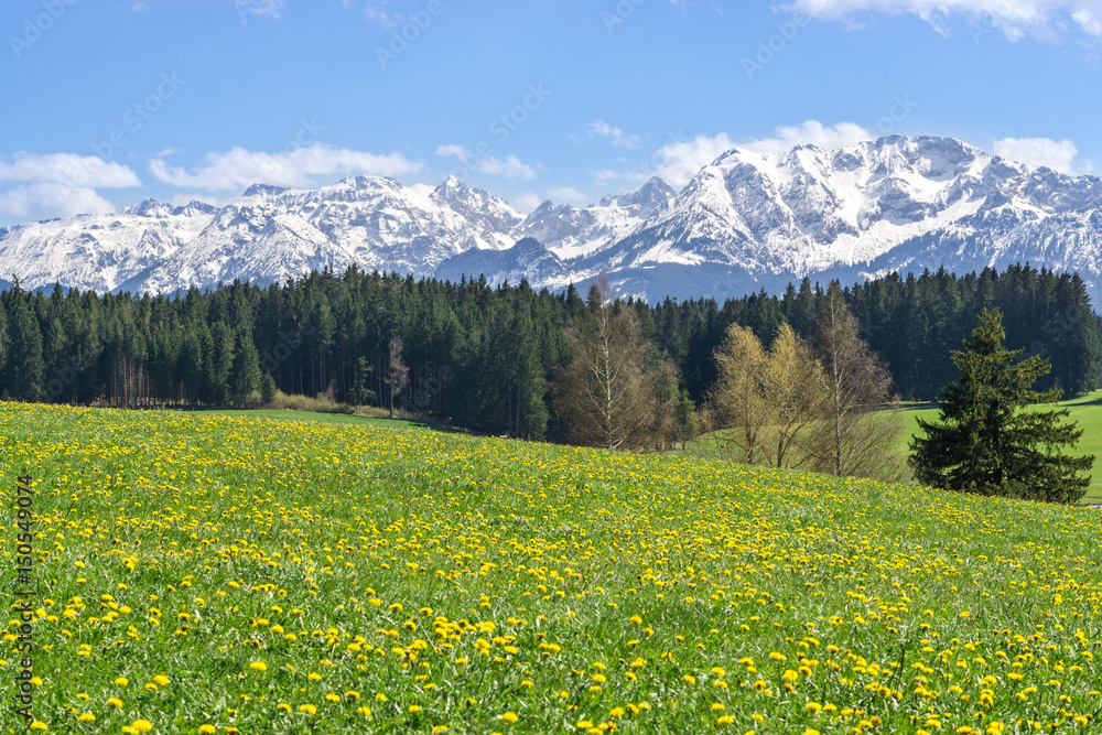 Beautiful yellow flower meadow in a idyllic mountainous landscape.