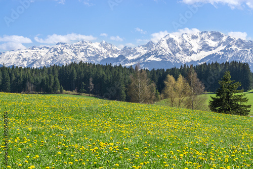 Beautiful yellow flower meadow in a idyllic mountainous landscape. © Drepicter