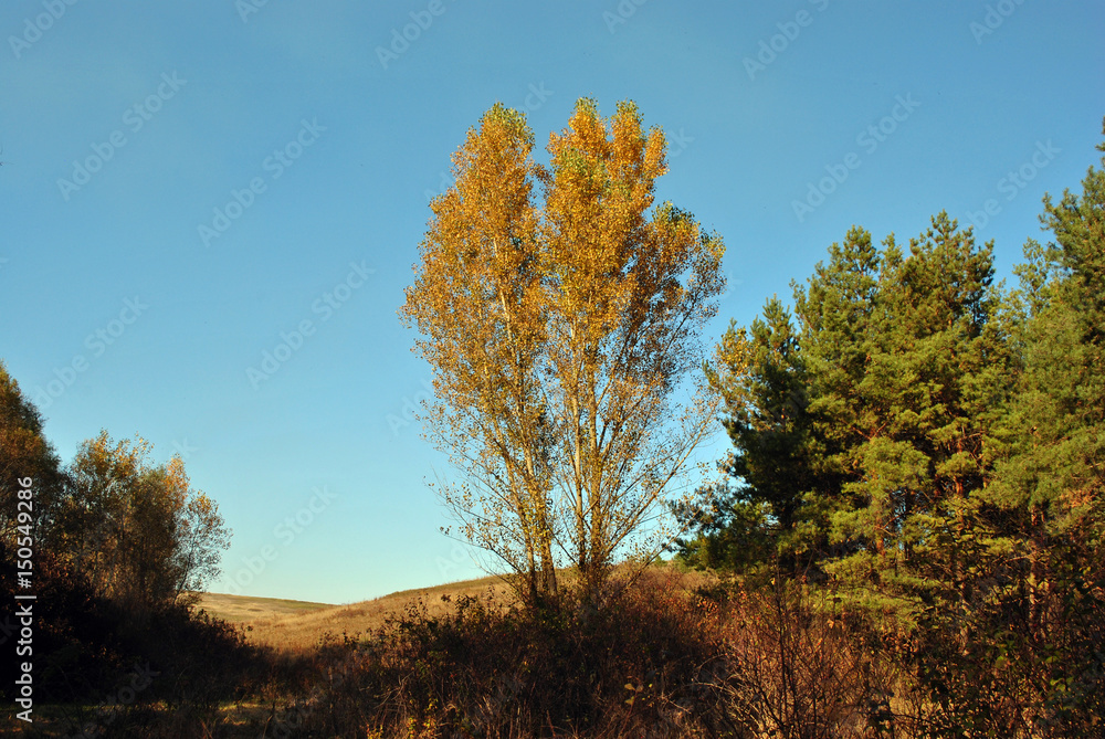 Couple yellow poplar trees in the hills on the edge of a pine forest, sunny autumn sky