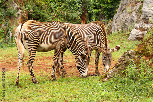 Two zebras against the background of greens and rocks