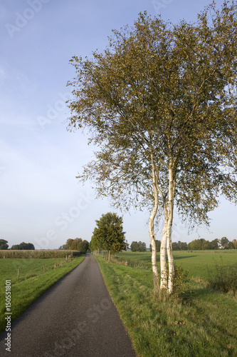 Bicycle lane in Dutch landscape. Koekange Netherlands. Drente. Birchtrees and meadows. photo