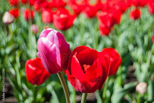 A lot of red tulips on a sunny spring day