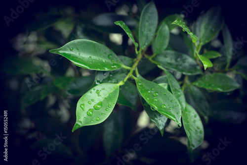 rain drop on green leaf nature © sutichak