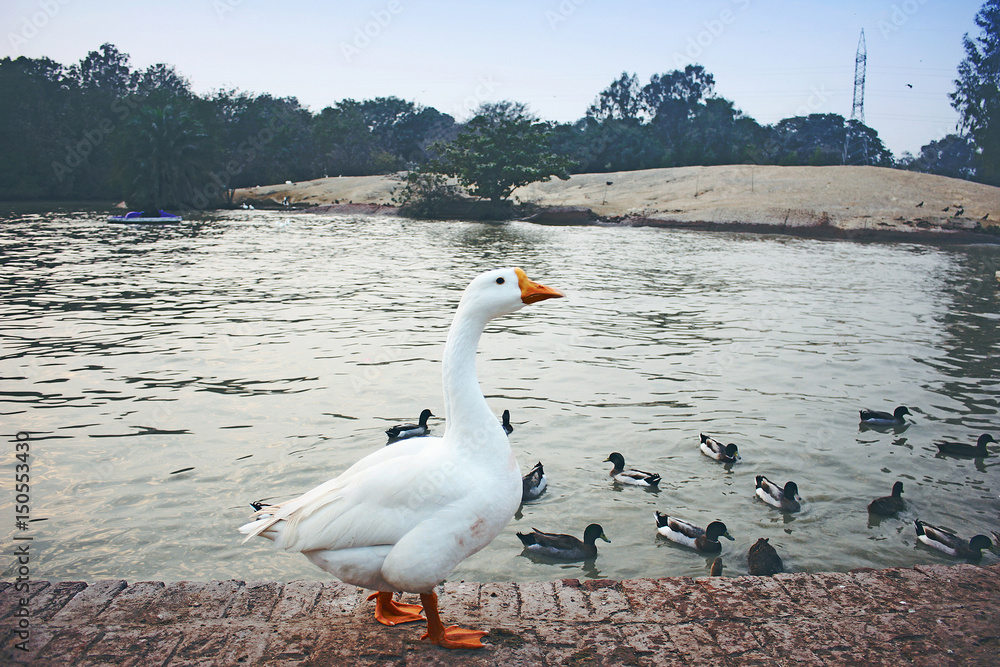 Fototapeta premium Beautiful Pekin ducks pack