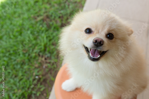 Fototapeta Naklejka Na Ścianę i Meble -  white puppy pomeranian dog cute pet smile happy in garden