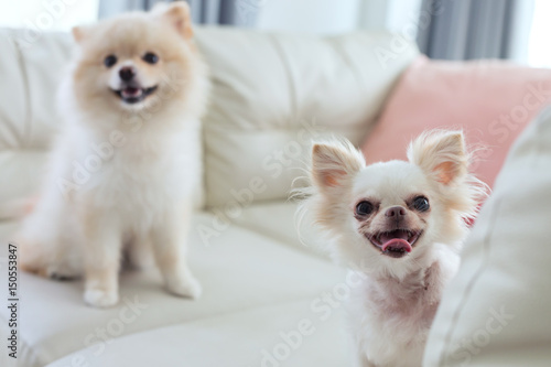 Fototapeta Naklejka Na Ścianę i Meble -  chihuahua and pomeranian dog cute pet happy smile